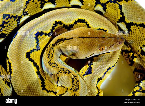 Image result for Dwarth Reticulated Python