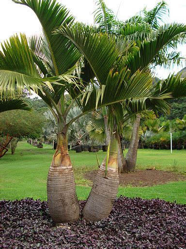 Image result for Bottle Palm Tree Landscaping