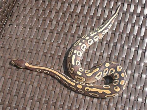 Image result for African Royal Python