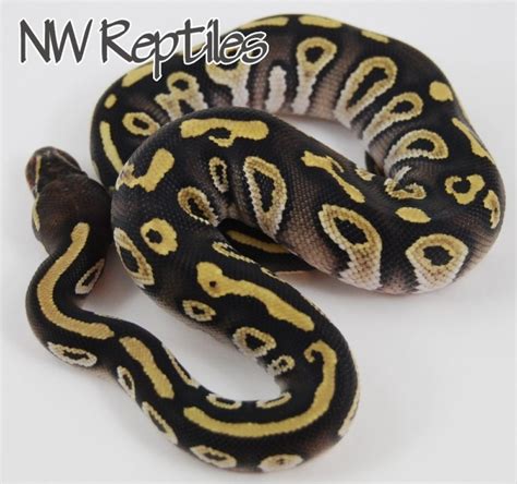 Toradh íomhá ar Mojave Crystal Ball Python