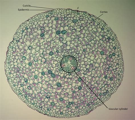 Ranunculus Root に対する画像結果