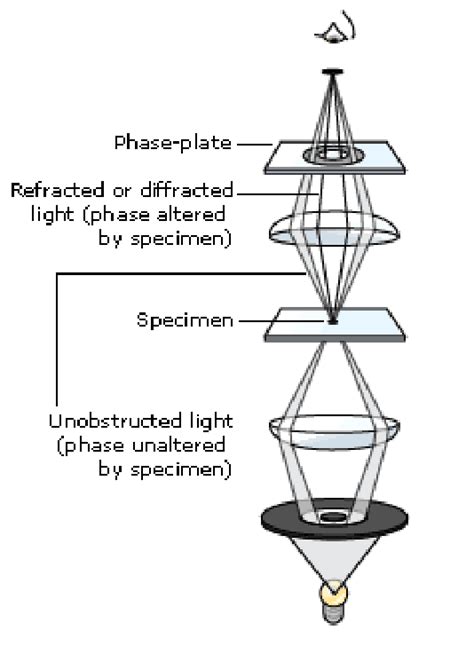 Phase Contrast Microscopy に対する画像結果