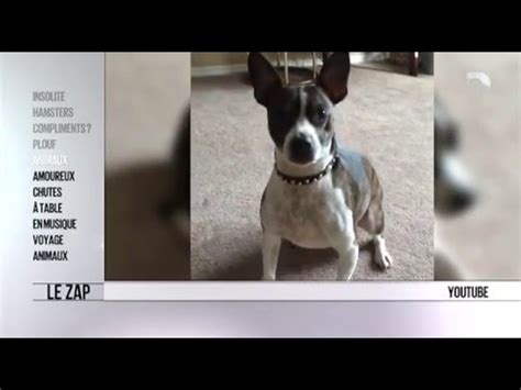 Zap Des Animaux に対する画像結果