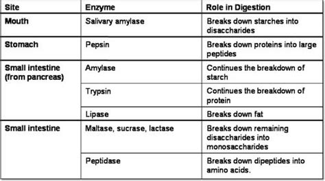Afbeeldingsresultaten voor Sucrase Digestive Enzyme