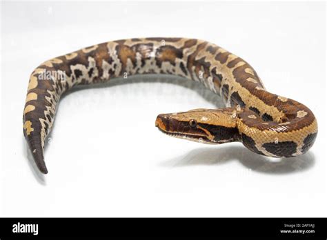 Afbeeldingsresultaten voor Red X Short-Tailed Python