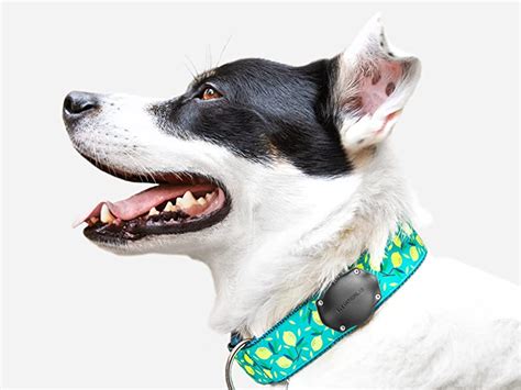 Air Tag for Dog に対する画像結果