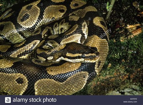 Image result for Cute Royal Python