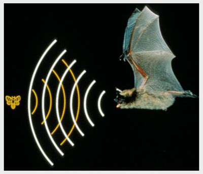 How Bats Use Echolocation に対する画像結果