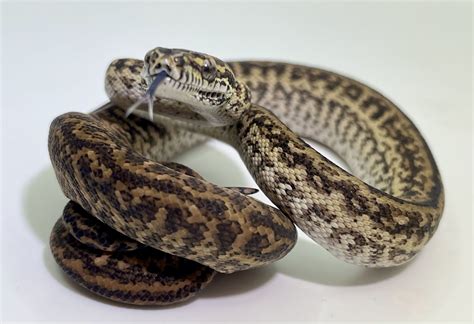 Afbeeldingsresultaten voor Axanthic Jungle Carpet Python