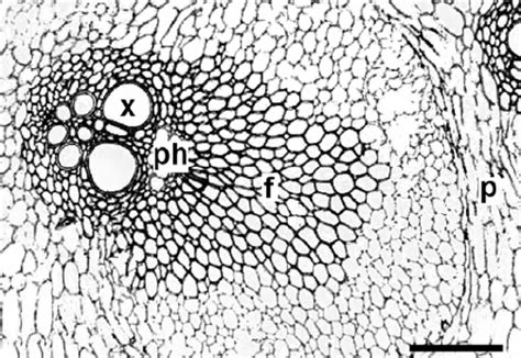 Toradh íomhá ar Stem Cortex