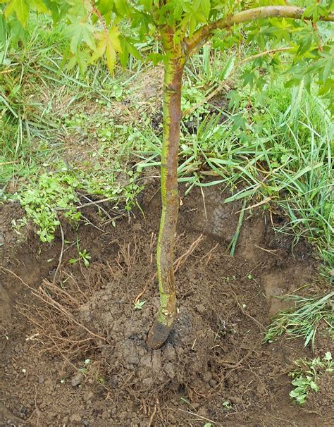 Image result for Japanese Maple Root System