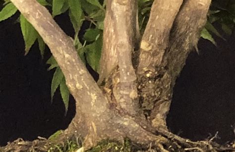 Afbeeldingsresultaten voor Japanese Maple Tree Root System