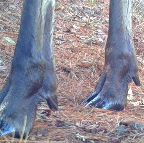 Image result for Split Hoof Animals