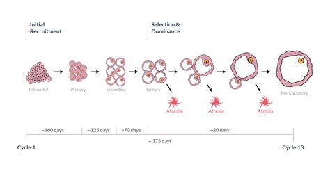 Toradh íomhá ar Maturation Cycle