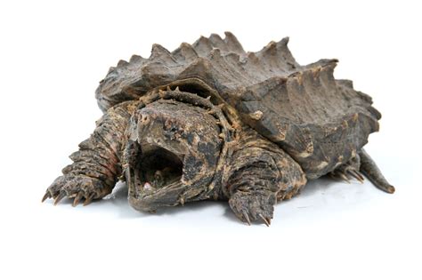 Super Rare Alligator Snapping Turtle に対する画像結果