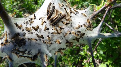 Toradh íomhá ar Tree Worms Identification