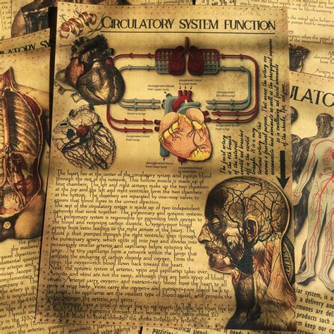 Image result for Python Anatomy Journal