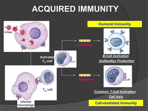 Image result for Complement Function Immune Response