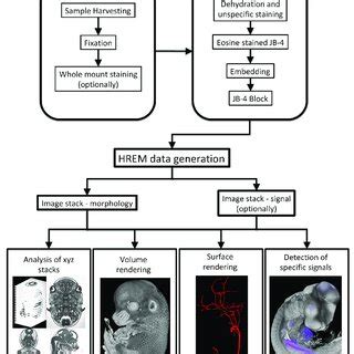 Image result for Workflow Chart for Hetro Labs Process