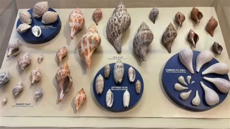 Image result for Different Types of Sea Shells