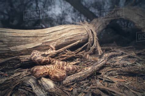 Childrems Python に対する画像結果