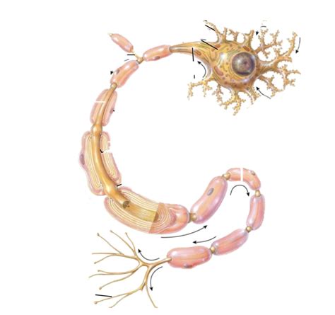 Image result for LAN LED Multipolar Neuron