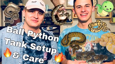 Image result for Ball Python Setup and Care