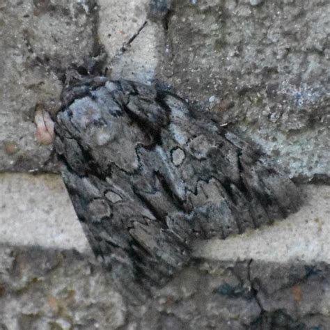 Toradh íomhá ar Bride Moth