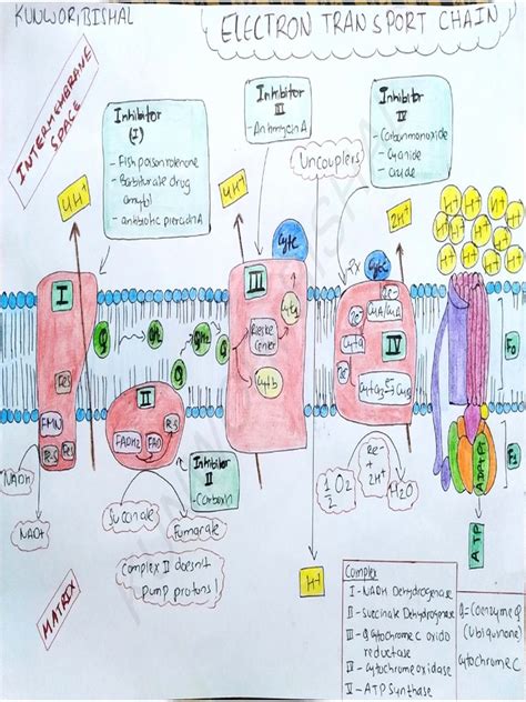 Visual Representation of Electron Transport Chain に対する画像結果