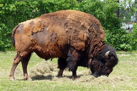 Bildergebnis für Bison Hune