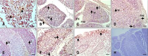 Lowercase Superscript Letter に対する画像結果