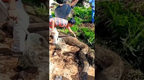 Image result for Boar Python