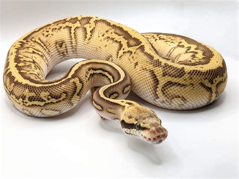 Image result for Everything About Ball Pythons