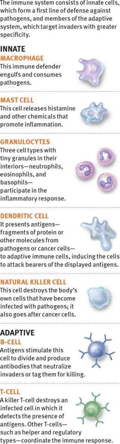 Afbeeldingsresultaten voor Types of Immunity MCAT