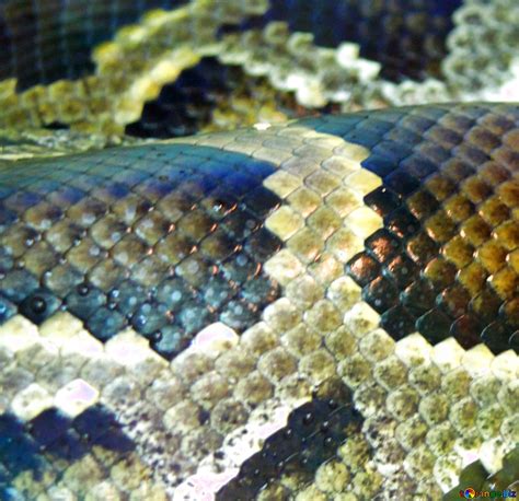 Image result for Python Skin Wallpaprer