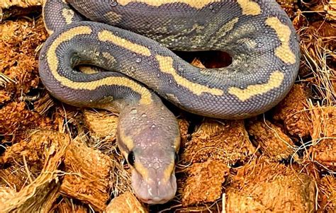 Toradh íomhá ar Red Dragon Ball Python
