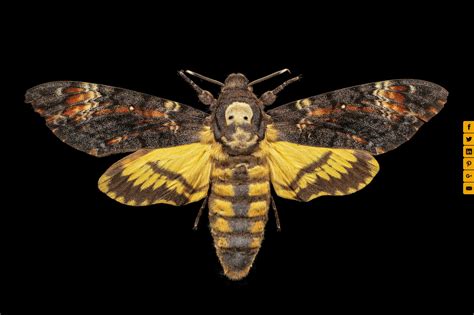 Image result for Dead Head Hawk Moth