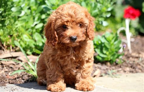 Cavapoo Puppies Breeders に対する画像結果