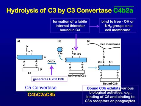 Image result for C3-Convertase