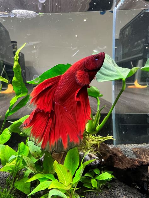 Betta Fish Tank Setup に対する画像結果