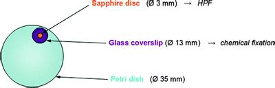 Image result for DAB Electron Microscopy