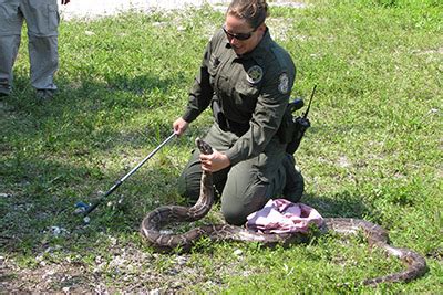Image result for Python Patrol in Florida