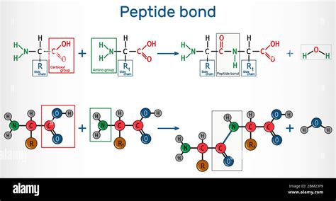 Toradh íomhá ar Protein Biosynthesis