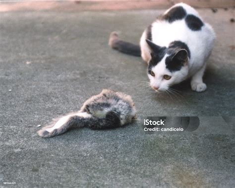 Image result for Cat Playing with Mouse