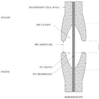 Python Head Pit Membrane に対する画像結果