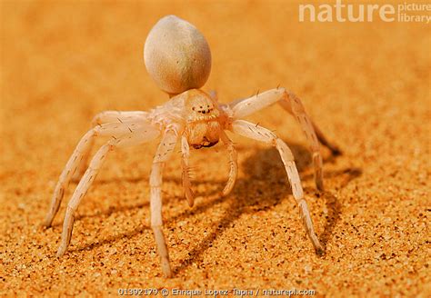 Desert Wheel Spider に対する画像結果