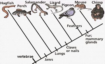 Image result for Animal Evolution Cladogram