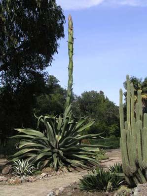 Image result for Century Plant Cactus