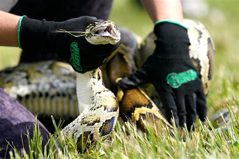 Image result for Florida Python Hunt 2021
