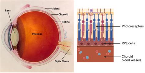 Image result for Human Eye Retina Diagram